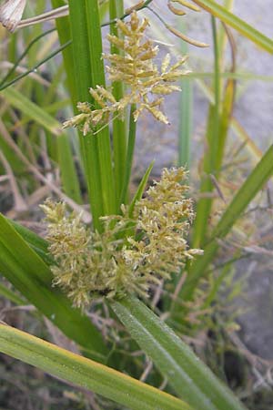 Cyperus esculentus \ Erdmandel-Gras / Chufa, Yellow Nut Sedge, D Mannheim 1.10.2009