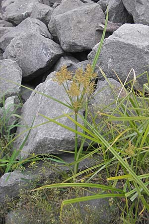 Cyperus esculentus \ Erdmandel-Gras / Chufa, Yellow Nut Sedge, D Mannheim 1.10.2009