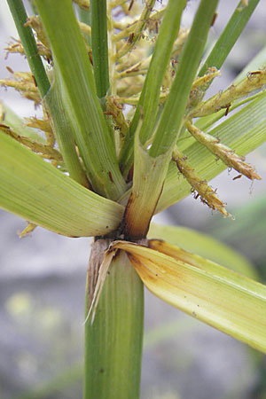 Cyperus esculentus \ Erdmandel-Gras / Chufa, Yellow Nut Sedge, D Mannheim 1.10.2009