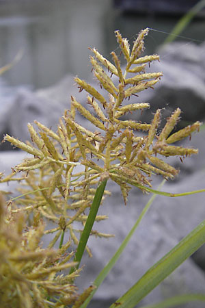 Cyperus esculentus \ Erdmandel-Gras / Chufa, Yellow Nut Sedge, D Mannheim 1.10.2009