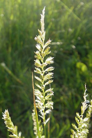 Cynosurus cristatus \ Wiesen-Kammgras / Crested Dogstail, D Odenwald, Neckargemünd-Mückenloch 26.5.2011