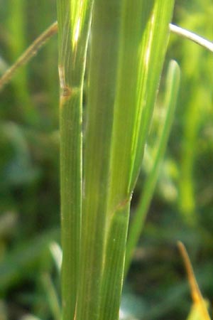 Cynosurus cristatus \ Wiesen-Kammgras / Crested Dogstail, D Odenwald, Neckargemünd-Mückenloch 26.5.2011