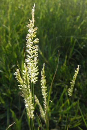 Cynosurus cristatus \ Wiesen-Kammgras / Crested Dogstail, D Odenwald, Neckargemünd-Mückenloch 26.5.2011