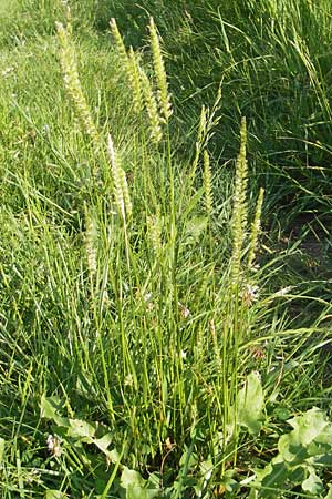 Cynosurus cristatus \ Wiesen-Kammgras / Crested Dogstail, D Odenwald, Neckargemünd-Mückenloch 26.5.2011