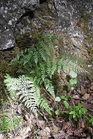 Cystopteris fragilis \ Zerbrechlicher Blasenfarn / Brittle Bladder Fern, D Wutach - Schlucht / Gorge 12.6.2011