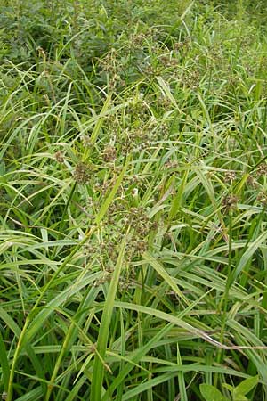 Scirpus sylvaticus \ Wald-Simse, Wald-Binse / Wood Club-Rush, D Ohmbach 25.6.2011