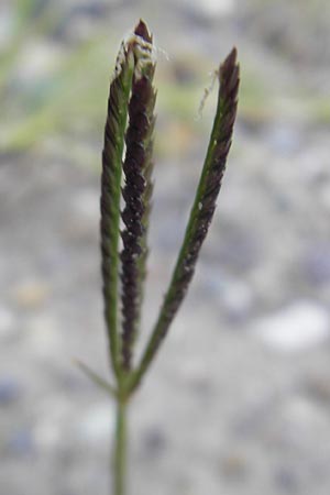 Cynodon dactylon \ Hundszahn-Gras / Bermuda Grass, Cocksfoot Grass, D Mannheim 22.7.2011