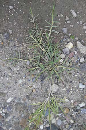 Cynodon dactylon \ Hundszahn-Gras / Bermuda Grass, Cocksfoot Grass, D Mannheim 22.7.2011