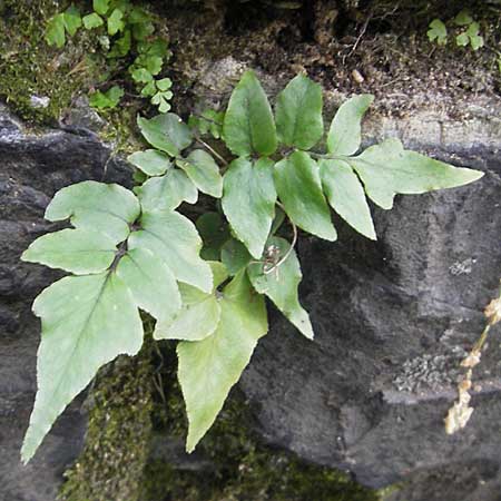 Cyrtomium fortunei \ Fortunes Sichelfarn / Japanese Holly Fern, D Mannheim 18.10.2011