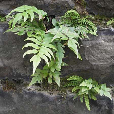 Cyrtomium fortunei \ Fortunes Sichelfarn / Japanese Holly Fern, D Mannheim 18.10.2011