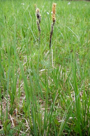 Carex flacca \ Blaugrne Segge / Blue Sedge, Carnation Grass, D Pfalz, Speyer 3.5.2013