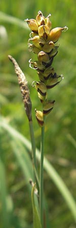Carex panicea \ Hirse-Segge / Carnation Sedge, D Pfalz, Speyer 29.5.2012
