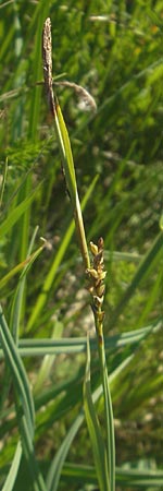 Carex panicea \ Hirse-Segge / Carnation Sedge, D Pfalz, Speyer 29.5.2012