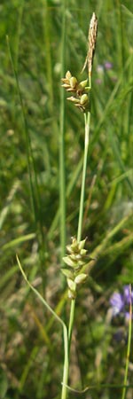 Carex panicea \ Hirse-Segge / Carnation Sedge, D Pfalz, Speyer 29.5.2012