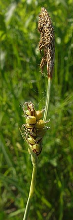 Carex panicea \ Hirse-Segge / Carnation Sedge, D Pfalz, Speyer 29.5.2012