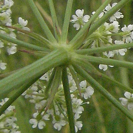 Bunium bulbocastanum \ Gewhnliche Erdkastanie, Knollen-Kmmel / Great Pignut, D Neuleiningen 16.6.2006