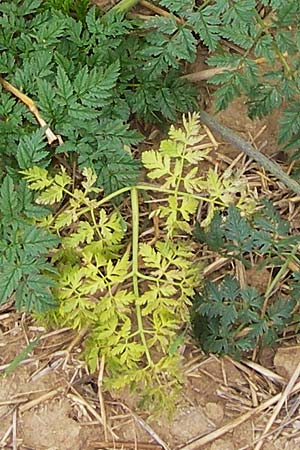 Conium maculatum \ Gefleckter Schierling, Flecken-Schierling / Hemlock, D Wiesloch 11.9.2012