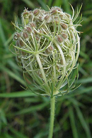 Daucus carota subsp. carota \ Wilde Mhre / Wild Carrot, Queen Anne's Lace, D Mannheim 1.9.2006
