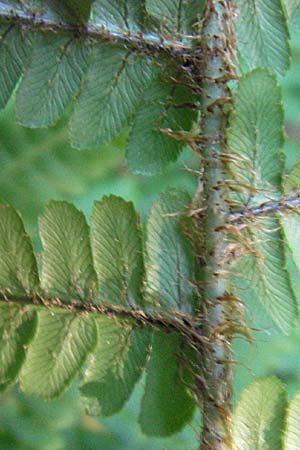 Dryopteris borreri \ Borrers Wurmfarn / Borrer's Buckler Fern, D Odenwald, Heiligkreuzsteinach 18.5.2009