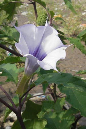 Datura stramonium var. tatula \ Blauer Stechapfel / Purple Thorn Apple, D Mannheim 6.9.2009