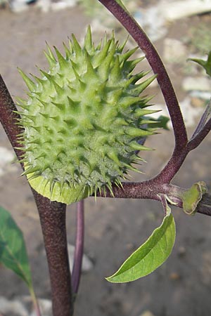 Datura stramonium var. tatula \ Blauer Stechapfel / Purple Thorn Apple, D Mannheim 6.9.2009