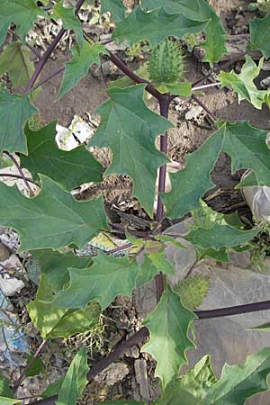 Datura stramonium var. tatula \ Blauer Stechapfel / Purple Thorn Apple, D Mannheim 6.9.2009