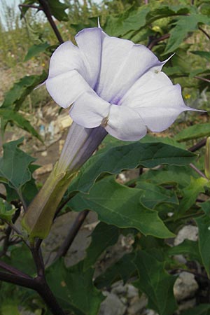 Datura stramonium var. tatula \ Blauer Stechapfel / Purple Thorn Apple, D Mannheim 6.9.2009