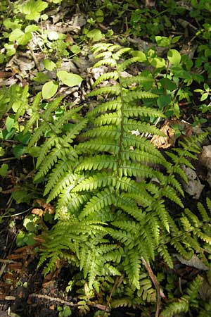 Dryopteris affinis s.l. \ Goldschuppen-Farn, Schuppiger Wurmfarn / Scaly Male Fern, D G&uuml;nzburg 8.5.2010