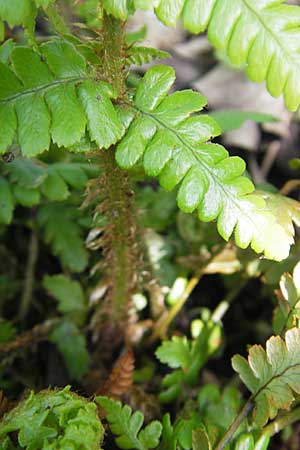Dryopteris affinis s.l. \ Goldschuppen-Farn, Schuppiger Wurmfarn / Scaly Male Fern, D G&uuml;nzburg 8.5.2010