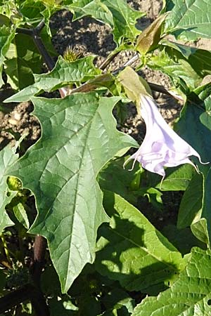 Datura stramonium var. tatula \ Blauer Stechapfel / Purple Thorn Apple, D Reilingen 22.9.2007
