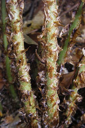 Dryopteris dilatata \ Breitblttriger Dornfarn, Groer Dornfarn / Broad Buckler Fern, D Odenwald, Langenthal 1.6.2011