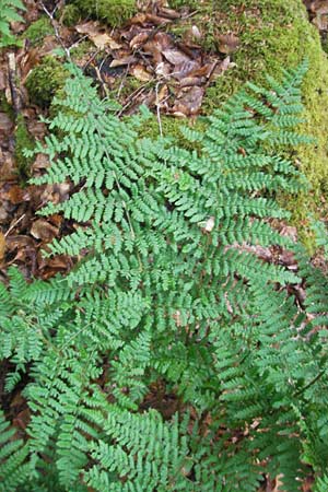 Dryopteris dilatata \ Breitblttriger Dornfarn, Groer Dornfarn / Broad Buckler Fern, D Odenwald, Langenthal 1.6.2011