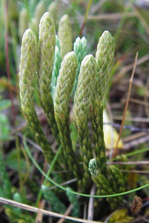 Diphasiastrum alpinum \ Alpen-Flach-Brlapp / Alpine Clubmoss, D Schwarzwald/Black-Forest, Enzklösterle 28.7.2012