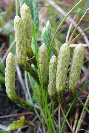 Diphasiastrum alpinum \ Alpen-Flach-Brlapp / Alpine Clubmoss, D Schwarzwald/Black-Forest, Enzklösterle 28.7.2012