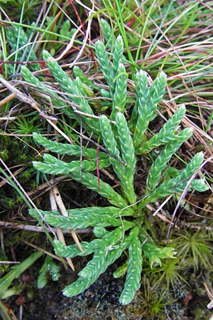 Diphasiastrum alpinum \ Alpen-Flach-Brlapp / Alpine Clubmoss, D Schwarzwald/Black-Forest, Enzklösterle 28.7.2012