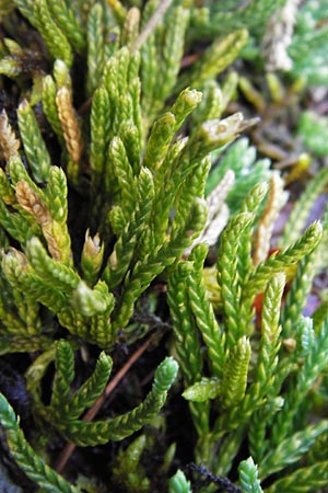 Diphasiastrum alpinum \ Alpen-Flach-Brlapp / Alpine Clubmoss, D Schwarzwald/Black-Forest, Enzklösterle 28.7.2012