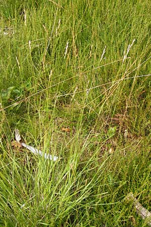 Danthonia decumbens \ Tuschender Dreizahn / Common Heath Grass, D Heidelberg 24.7.2013