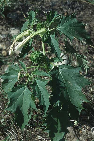 Datura stramonium \ Gewhnlicher Stechapfel / Thorn Apple, D Mannheim 28.8.2005