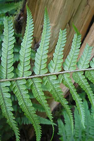 Dryopteris borreri \ Borrers Wurmfarn / Borrer's Buckler Fern, D Odenwald, Langenthal 18.5.2009