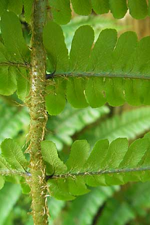Dryopteris borreri \ Borrers Wurmfarn / Borrer's Buckler Fern, D Odenwald, Langenthal 18.5.2009