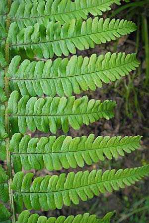 Dryopteris borreri \ Borrers Wurmfarn / Borrer's Buckler Fern, D Odenwald, Langenthal 18.5.2009