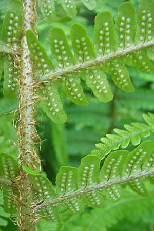 Dryopteris borreri \ Borrers Wurmfarn / Borrer's Buckler Fern, D Odenwald, Langenthal 18.5.2009