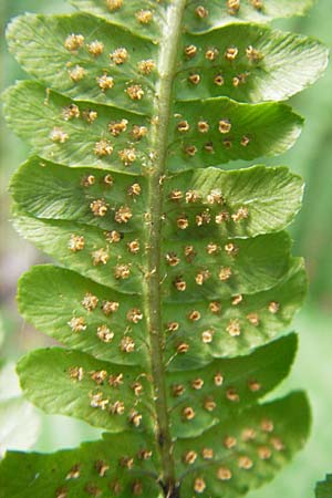 Dryopteris borreri \ Borrers Wurmfarn / Borrer's Buckler Fern, D Odenwald, Langenthal 28.8.2009
