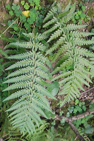 Dryopteris borreri \ Borrers Wurmfarn / Borrer's Buckler Fern, D Hemsbach 2.9.2009