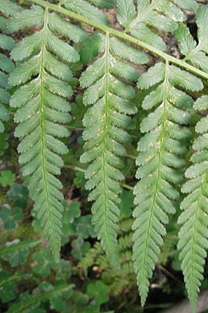 Dryopteris borreri \ Borrers Wurmfarn / Borrer's Buckler Fern, D Hemsbach 2.9.2009