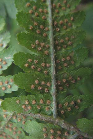Dryopteris borreri \ Borrers Wurmfarn / Borrer's Buckler Fern, D Hemsbach 2.9.2009