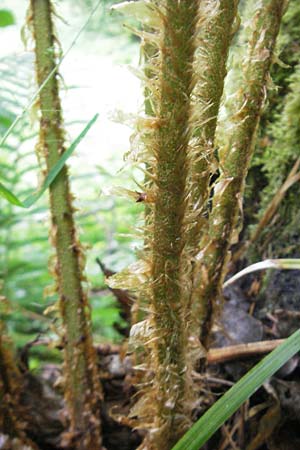 Dryopteris borreri \ Borrers Wurmfarn / Borrer's Buckler Fern, D Odenwald, Langenthal 1.6.2011