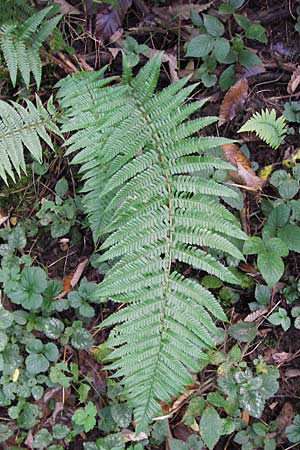 Dryopteris borreri \ Borrers Wurmfarn / Borrer's Buckler Fern, D Heidelberg 2.10.2012