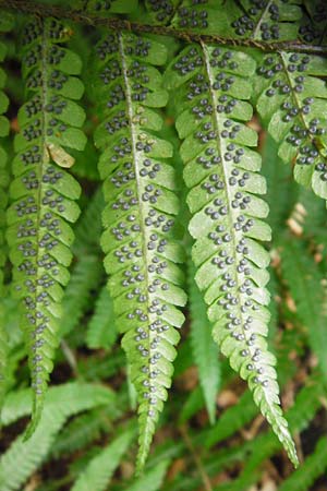 Dryopteris borreri \ Borrers Wurmfarn / Borrer's Buckler Fern, D Odenwald, Fischbachtal-Steinau 25.6.2014