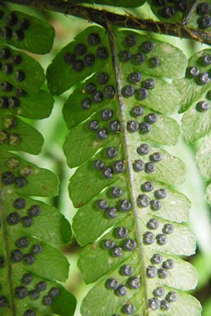 Dryopteris borreri \ Borrers Wurmfarn / Borrer's Buckler Fern, D Odenwald, Fischbachtal-Steinau 25.6.2014